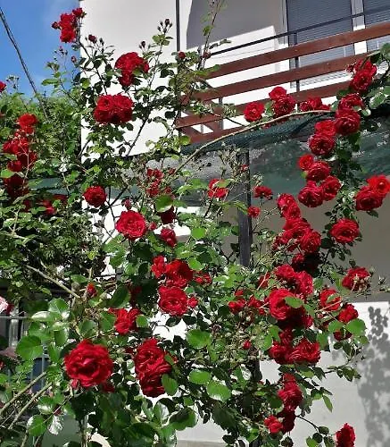 Casa de hóspedes янка